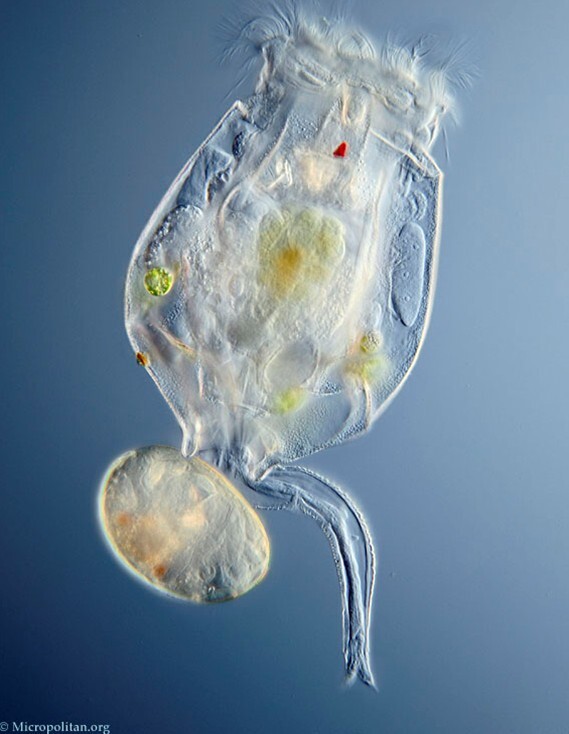 Brachionus Brachionus