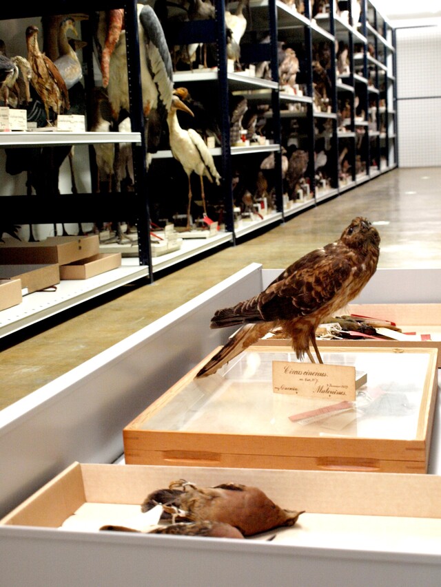Noorderlicht Darwin Kiekendief naturalis