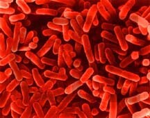 Foto legionella-bacterie Foto legionella-bacterie