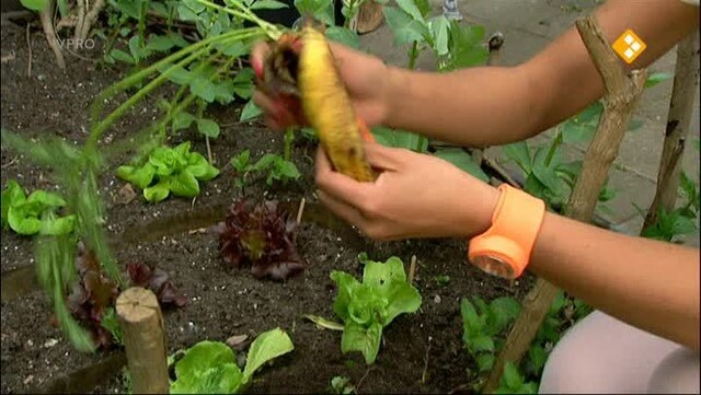 Villa Achterwerk: Van hier tot Tokio